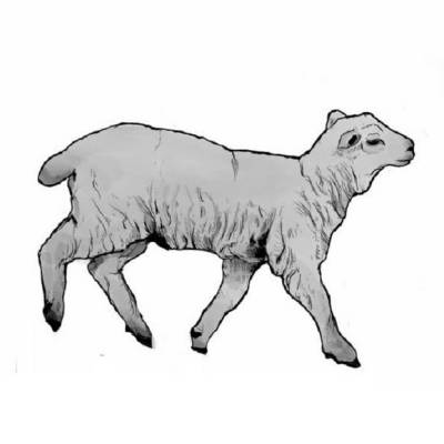 Laamb