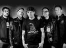 Street Dogs