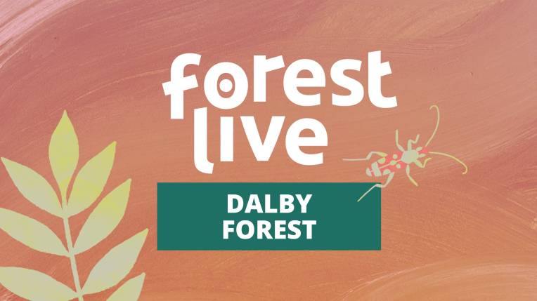 Dalby Forest