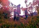 Foresta
