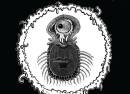 Count Blastula