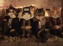 Fantastic Cat