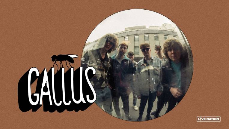 Gallus