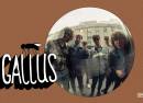 Gallus