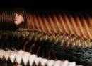 Feist