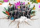 Mariachi Vargas De Tecalitlán