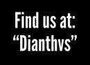 Dianthus