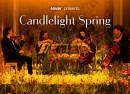 Candlelight Spring Coldplay vs Ed Sheeran in der Musikhalle