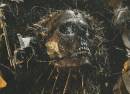 Caustic Wound