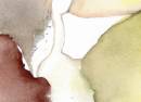 Calvatia