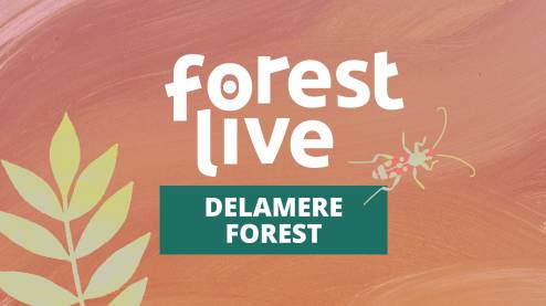 Delamere Forest