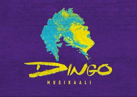 Dingo