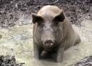 Pigs In The Wood