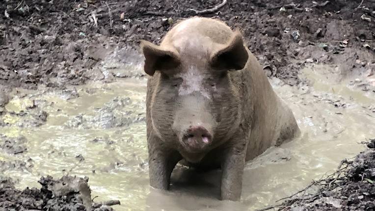 Pigs In The Wood