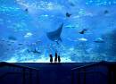 S.E.A. Aquarium