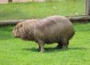Yorkshire Wildlife Park