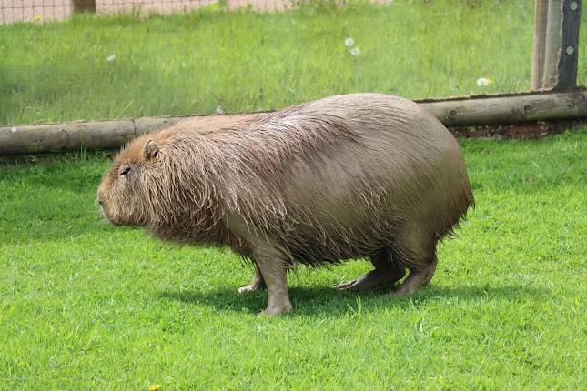 Yorkshire Wildlife Park