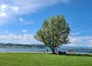 Pantschau am See Murten