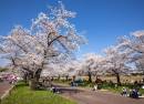 Expo Commemoration Park - Momijigawa Shibafu Hiroba