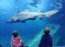 National Marine Aquarium