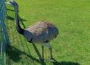 Festivalgelände beim Mundenhof Tiergehege