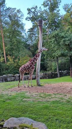 Am Tiergarten