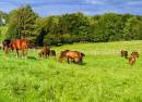 LES HARAS DE RODEZ