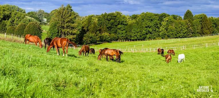 LES HARAS DE RODEZ