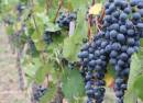 Weingut Häußer