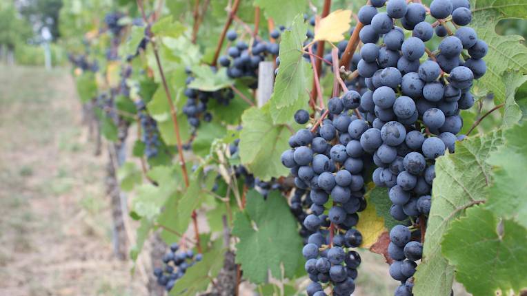 Weingut Häußer