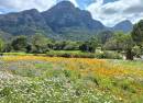 Kirstenbosch