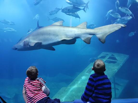 National Marine Aquarium